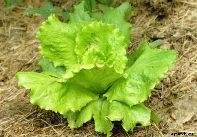 Summertime Lettuce Info: Growing Summertime Lettuce Plants