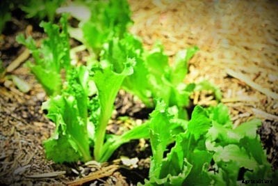 Lettuce ‘Ithaca’ Care: Learn How To Grow Ithaca Lettuce Heads