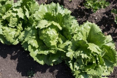 Sun Devil Lettuce Care: Growing Sun Devil Lettuce Plants