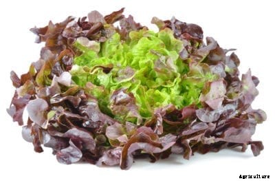 Carmona Lettuce Information: Growing Carmona Lettuce In The Garden
