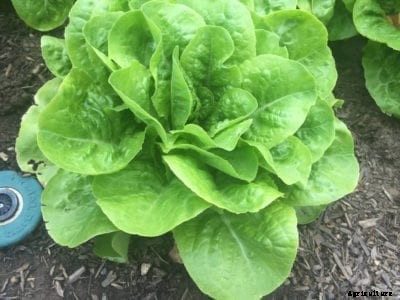 Buttercrunch Plant Info: What is Buttercrunch Lettuce