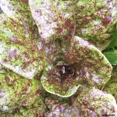 Lettuce ‘Sanguine Ameliore’ Variety – Growing Sanguine Ameliore Lettuce
