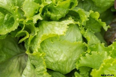 Crispino Growing Info – Caring For Crispino Lettuce Plants