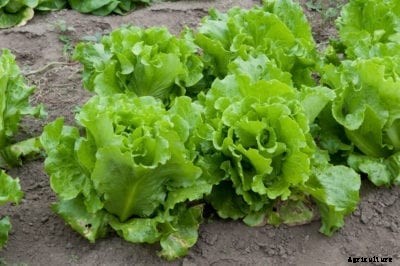Summer Crisp Lettuce Info – Selecting And Growing Summer Crisp Lettuce