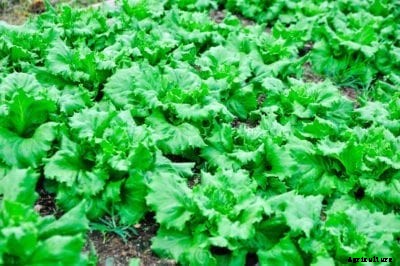 What Is Batavia Lettuce – Growing Batavian Lettuce In The Garden