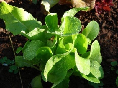 Anuenue Batavian Lettuce: How To Grow Anuenue Lettuce Plants