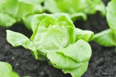 Divina Lettuce Plant Facts – How To Care For Divina Lettuce Plants