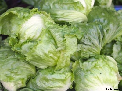 What Is Ballade Lettuce – How To Grow Ballade Lettuce In The Garden