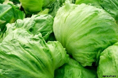 Crisphead Plant Info – Growing Different Crisphead Lettuce Varieties