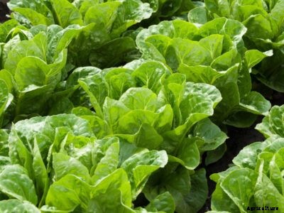 My Lettuce Has White Spots: What To Do For White Spots On Lettuce
