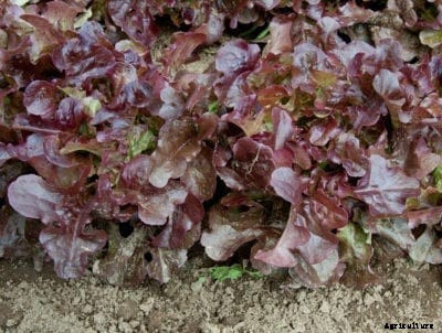 What Is Oscarde Lettuce: Learn How To Grow Oscarde Lettuce Plants