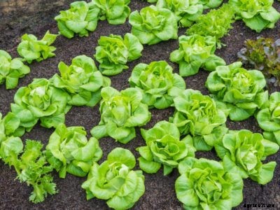 Tom Thumb Lettuce Care – Learn About Growing Lettuce ‘Tom Thumb’ Plants