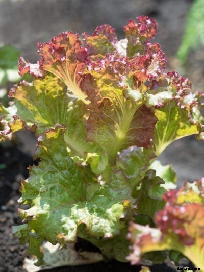 What Is De Morges Braun Lettuce – Caring For De Morges Braun Lettuce Plants