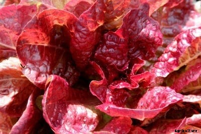 What Is Yugoslavian Red Lettuce – Caring For Yugoslavian Red Lettuce Plants