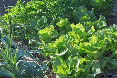 Winter Density Information – How To Grow Winter Density Lettuce Plants