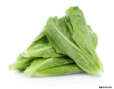 What Is Parris Island Cos – How To Grow Parris Island Cos Lettuce