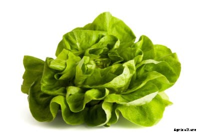 Butter Or Bibb Lettuce – Growing Bibb Lettuce In The Garden