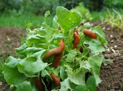 Lettuce Snail And Slug Control – How To Solve Lettuce Mollusk Problems
