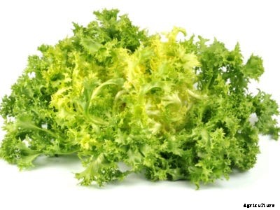 Frisée Plant Information: Tips For Growing Frisée Lettuce