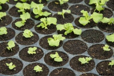 My Lettuce Seedlings Are Dying: What Causes Damping Off Of Lettuce