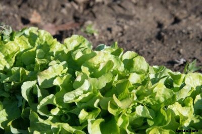 What Causes Tipburn In Lettuce: Treating Lettuce With Tipburn
