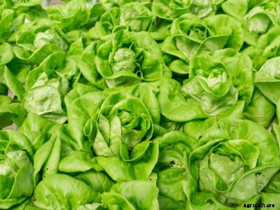 Lettuce Downy Mildew Treatment: Signs Of Lettuce With Downy Mildew