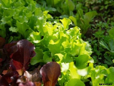 Nematodes On Lettuce – How To Treat Lettuce With Nematodes