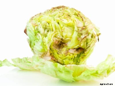 Rotting Lettuce Plants – Managing Lettuce With Soft Rot