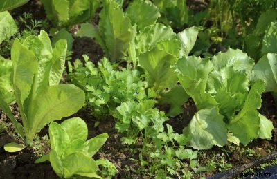 Companion Plants For Lettuce: What To Plant With Lettuce In The Garden