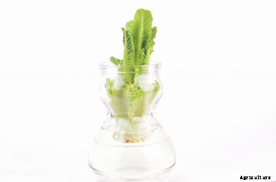 Regrowing Lettuce In Water: Caring For Lettuce Plants Growing In Water