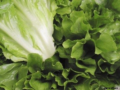 What Is Escarole: Learn How To Grow Escarole In The Garden