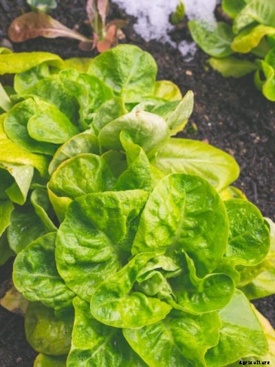 Lettuce And Frost: Does Lettuce Need To Be Protected From Frost