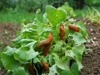 Common Lettuce Pests: Lettuce Pest Control Information