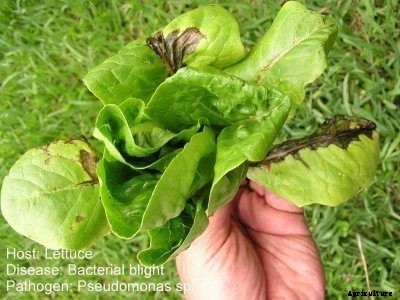 Common Diseases Affecting Lettuce Plants: Tips For Treating Lettuce Diseases