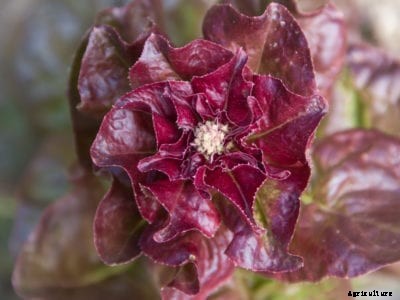 Why Lettuce Has Flowers: Tips For Preventing Bolting Lettuce Plants