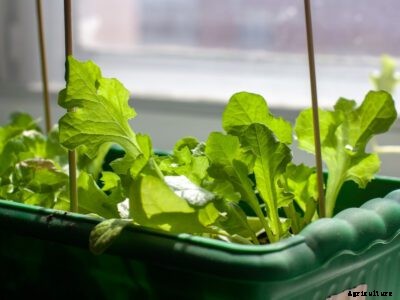 Growing Lettuce Indoors: Information On Caring For Indoor Lettuce