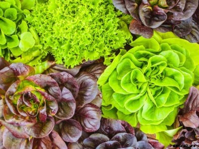 Different Lettuce Types: Varieties Of Lettuce For The Garden