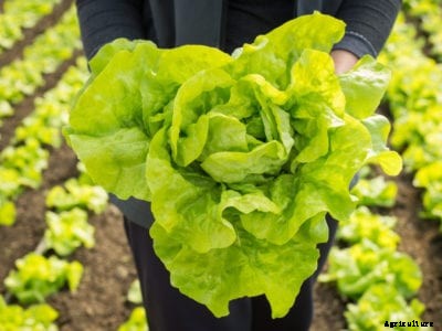 Picking Lettuce Heads: How To Harvest Lettuce