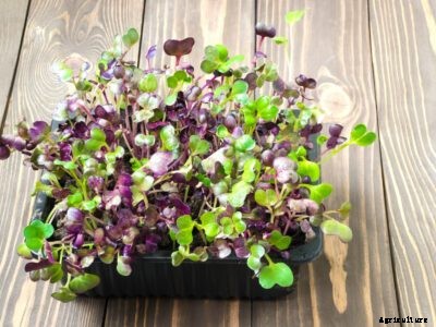 Growing Microgreens: Planting Lettuce Microgreens In Your Garden