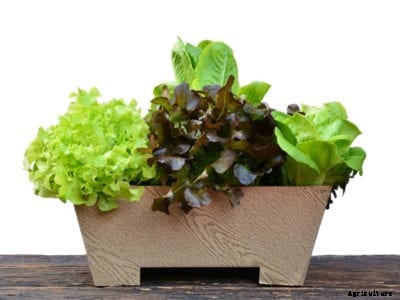 How To Grow Lettuce In A Container