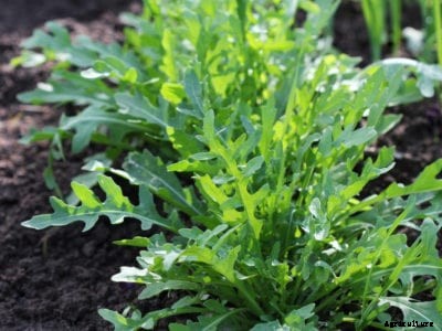 How To Grow Arugula – Growing Arugula From Seed