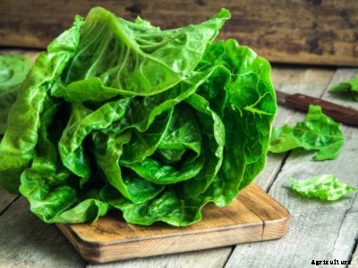 Bitter Tasting Lettuce – Why Is My Lettuce Bitter?