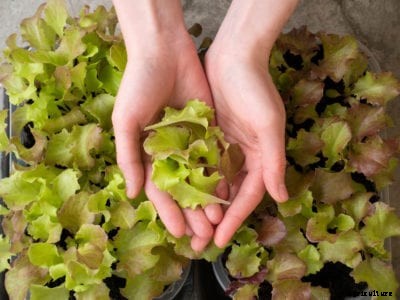 Harvesting Leaf Lettuce: How And When To Pick Leaf Lettuce