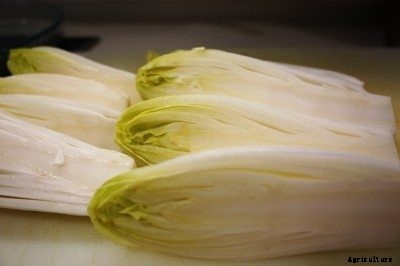 How To Grow Endive Lettuce