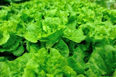 Growing Lettuce In The Garden – How To Grow Lettuce Plants