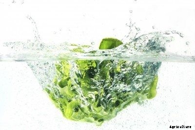 Cleaning Lettuce: How To Clean And Store Garden Lettuce