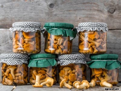 Home Canning Mushrooms – Tips For Storing Mushrooms In Jars