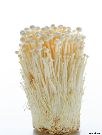 Enoki Mushroom Info – Tips For Growing Enoki Mushrooms Yourself