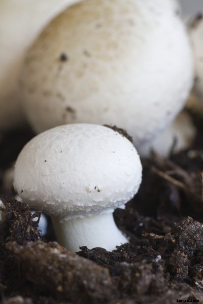 Care Of Button Mushrooms: Learn About Growing White Button Mushrooms