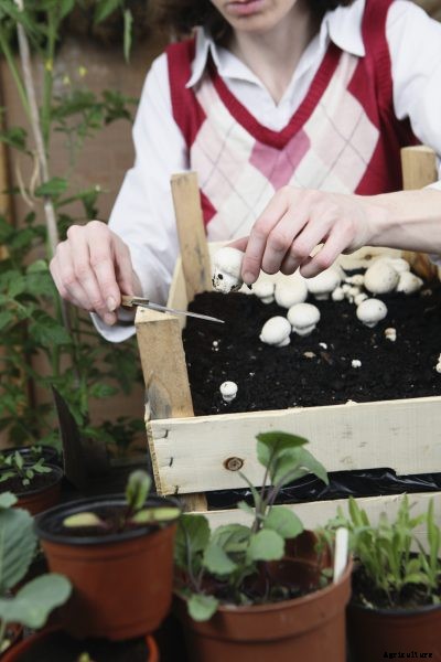 Mushroom Harvesting: How To Harvest Mushrooms At Home